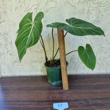 Load image into Gallery viewer, #37 Philodendron Gloriosum