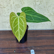 Load image into Gallery viewer, #49 Anthurium Magnificum Hybrid x