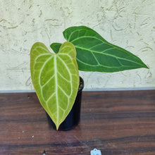 Load image into Gallery viewer, #49 Anthurium Magnificum Hybrid x