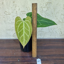 Load image into Gallery viewer, #49 Anthurium Magnificum Hybrid x
