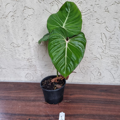 #1 Philodendron Gloriosum