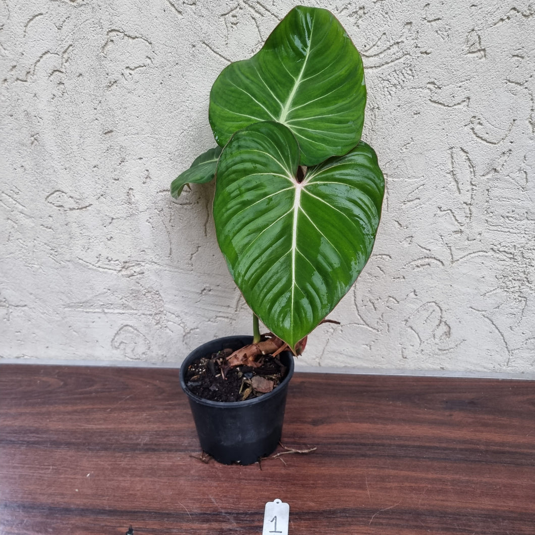 #1 Philodendron Gloriosum