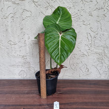 Load image into Gallery viewer, #1 Philodendron Gloriosum