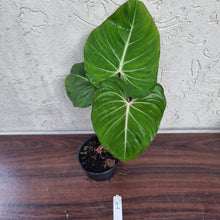 Load image into Gallery viewer, #1 Philodendron Gloriosum