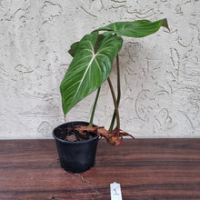 Load image into Gallery viewer, #1 Philodendron Gloriosum