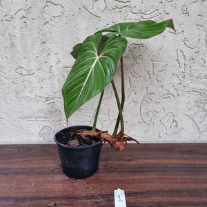 #1 Philodendron Gloriosum