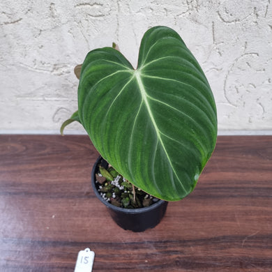 #15 Philodendron Gloriosum