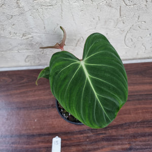 #15 Philodendron Gloriosum