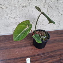 Load image into Gallery viewer, #15 Philodendron Gloriosum