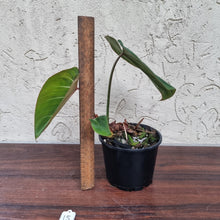 Load image into Gallery viewer, #15 Philodendron Gloriosum