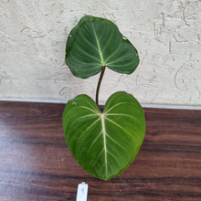Load image into Gallery viewer, #9 Philodendron Gloriosum