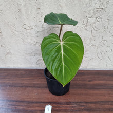Load image into Gallery viewer, #9 Philodendron Gloriosum