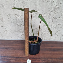 Load image into Gallery viewer, #9 Philodendron Gloriosum
