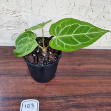 Load image into Gallery viewer, #103 Anthurium Magnificum Hybrid x
