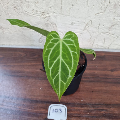 #103 Anthurium Magnificum Hybrid x
