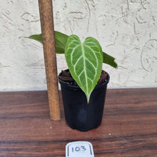 Load image into Gallery viewer, #103 Anthurium Magnificum Hybrid x