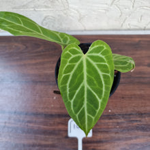 Load image into Gallery viewer, #103 Anthurium Magnificum Hybrid x