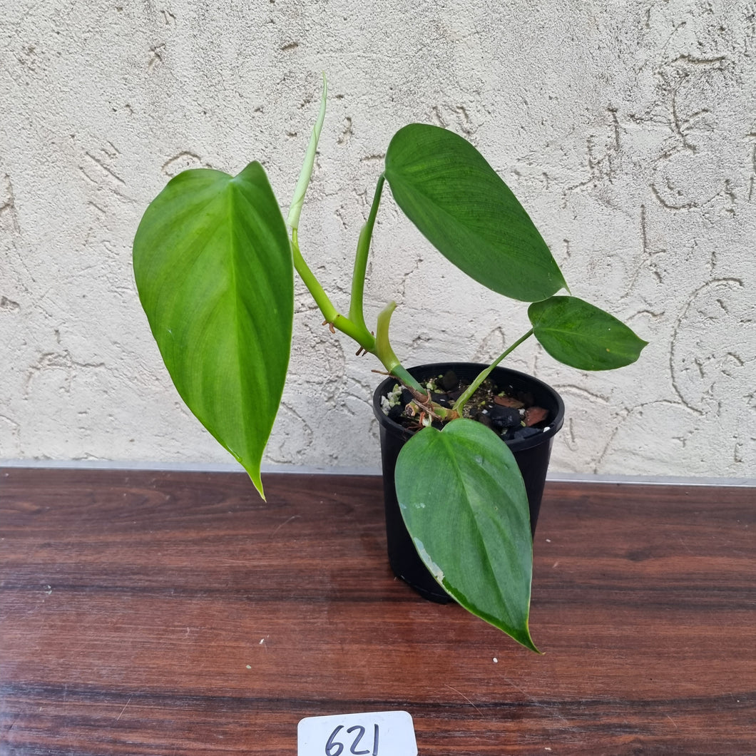 #621 Philodendron 'FL' - Flat Leaf
