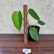 Load image into Gallery viewer, #621 Philodendron &#39;FL&#39; - Flat Leaf
