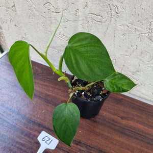 #621 Philodendron 'FL' - Flat Leaf