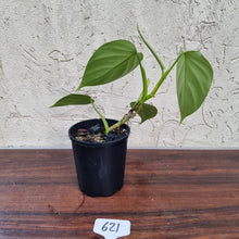 Load image into Gallery viewer, #621 Philodendron &#39;FL&#39; - Flat Leaf