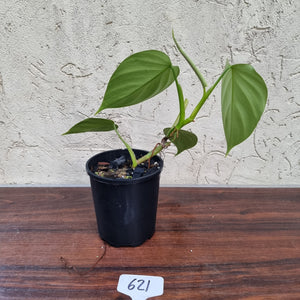 #621 Philodendron 'FL' - Flat Leaf