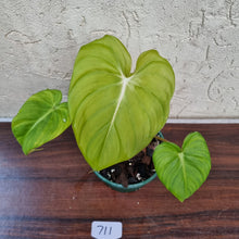 Load image into Gallery viewer, #711 Philodendron Dean McDowell - Rooted/Shot cutting