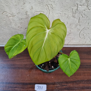 #711 Philodendron Dean McDowell - Rooted/Shot cutting