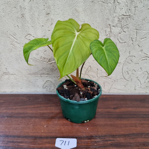 #711 Philodendron Dean McDowell - Rooted/Shot cutting