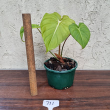 Load image into Gallery viewer, #711 Philodendron Dean McDowell - Rooted/Shot cutting