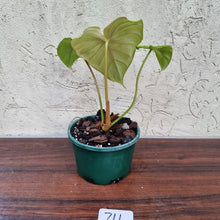 Load image into Gallery viewer, #711 Philodendron Dean McDowell - Rooted/Shot cutting
