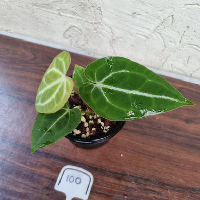 #100 Anthurium Crystallinum x
