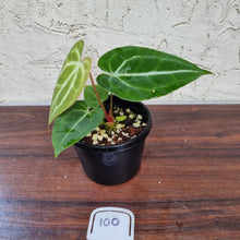 Load image into Gallery viewer, #100 Anthurium Crystallinum x