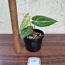Load image into Gallery viewer, #100 Anthurium Crystallinum x