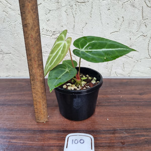 #100 Anthurium Crystallinum x