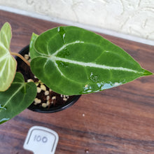 Load image into Gallery viewer, #100 Anthurium Crystallinum x