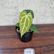 Load image into Gallery viewer, #100 Anthurium Crystallinum x