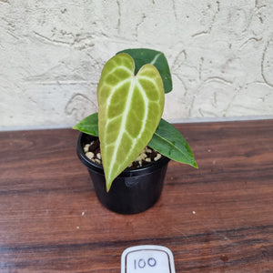 #100 Anthurium Crystallinum x