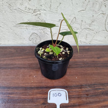 Load image into Gallery viewer, #100 Anthurium Crystallinum x