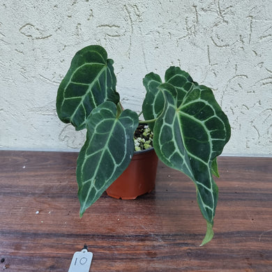 #10 Anthurium Crystallinum x Forgetii