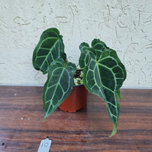 Load image into Gallery viewer, #10 Anthurium Crystallinum x Forgetii