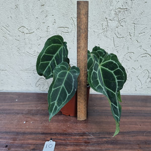 #10 Anthurium Crystallinum x Forgetii