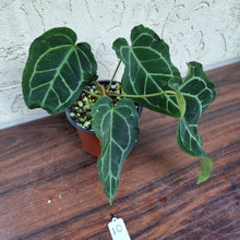 Load image into Gallery viewer, #10 Anthurium Crystallinum x Forgetii