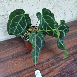 #10 Anthurium Crystallinum x Forgetii