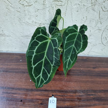Load image into Gallery viewer, #10 Anthurium Crystallinum x Forgetii