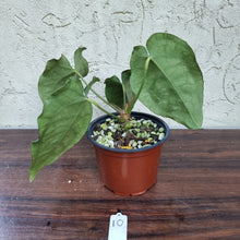 Load image into Gallery viewer, #10 Anthurium Crystallinum x Forgetii