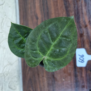 #606 Anthurium Dressleri x Forgetii