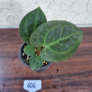 #606 Anthurium Dressleri x Forgetii