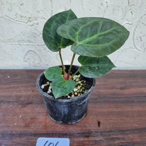 #606 Anthurium Dressleri x Forgetii