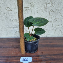 Load image into Gallery viewer, #606 Anthurium Dressleri x Forgetii